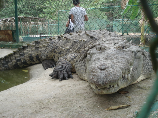 Jungle River Adventure | Experience Mangroves by the Pasific